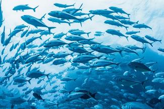 Thon rouge et quotas : la face cachée d’un business sous tension