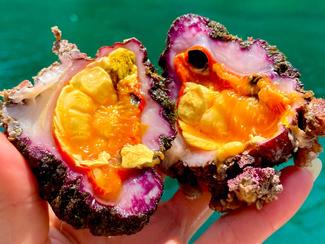 Le biju ou le violet, un coquillage méconnu...