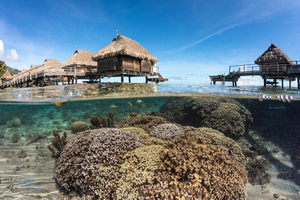 Le Jardinier de Corail - Chapitre 3 : Baie d'Opunohu, dans les pilotis des bungalows du Hilton