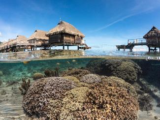 Le Jardinier de Corail - Chapitre 3 : Baie...