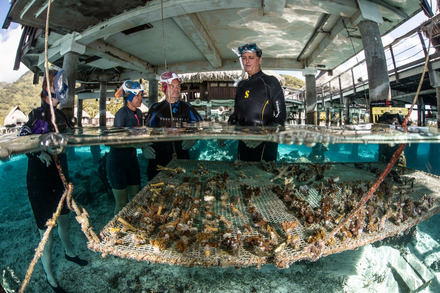 Mathieu, au centre, presente une table garnie de boutures lors d'un « safari » corail.. 