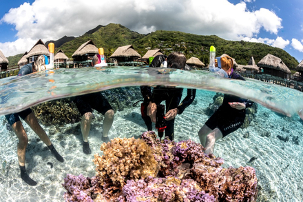 La perceuse aquatique en action sur un recif naturel