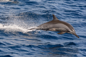 Dauphins : réouverture de la pêche dans le golfe de Gascogne, après quatre semaines d'arrêt