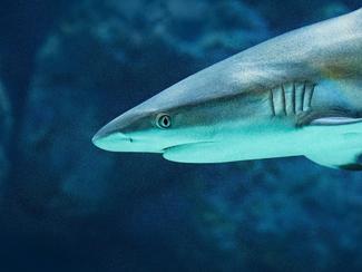 Un pêcheur expérimenté disparu en mer après...