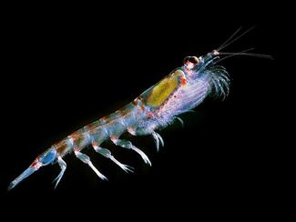 Éphémères des mers : six animaux marins à la...