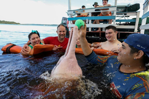 Des dauphins d'Amazonie s'invitent dans une thérapie