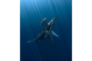 Underwater Photographer of the Year 2025 : des images époustouflantes sous la surface