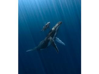 Underwater Photographer of the Year 2025 : des...