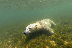 Les algues des régions polaires : richesses des mers glacées 6/7