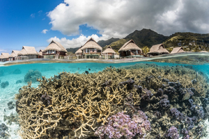 Le Jardinier de Corail - Chapitre 4 : Plage de Temae, le jardin de corail du Sofitel
