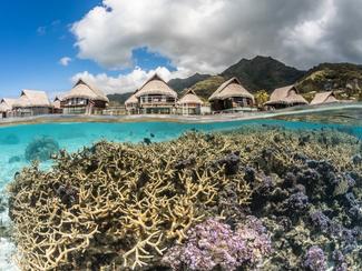 Le Jardinier de Corail - Chapitre 4 : Plage de...