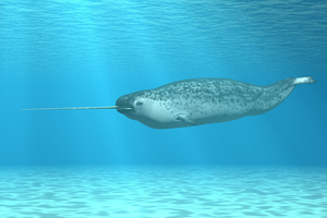 Les 5 espèces marines les plus convoitées