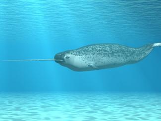 Les 5 espèces marines les plus convoitées