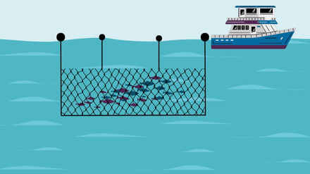 Peche au filet maillant Peche au filet maillant