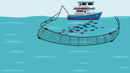 Peche a la senne tournante sans dispositif de concentration de poissons Peche a la senne tournante sans dispositif de concentration de poissons