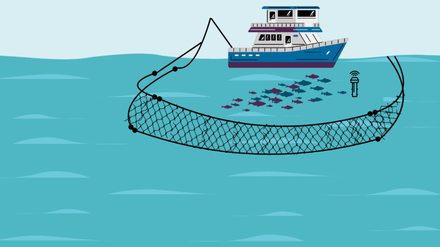 Peche a la senne avec DCP Peche a la senne avec DCP