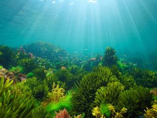 Les algues marines, un patrimoine mondial à...