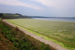 Algues vertes en Bretagne : un fléau persistant aux conséquences graves