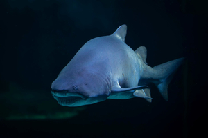Valentine, la star de l’Océarium du Croisic, s’éteint après 35 ans de règne sous-marin