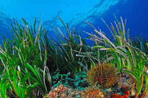 La Posidonie, déesse de la Méditerranée