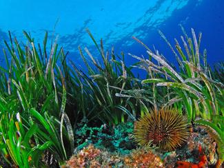 La Posidonie, déesse de la Méditerranée