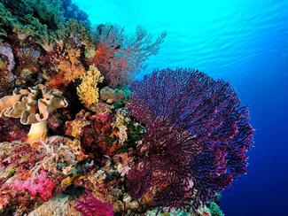 Les coraux : piliers cachés de nos océans