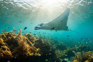 La vie secrète des récifs coralliens : une biodiversité incroyable 2/6