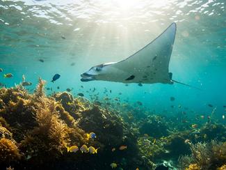 La vie secrète des récifs coralliens : une...