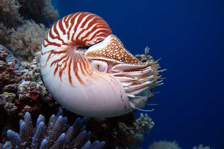 Le nautile Le nautile