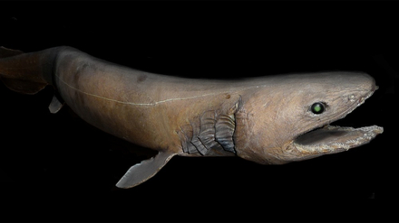 Le requin-lezard Le requin-lezard