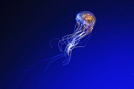 La meduse La meduse