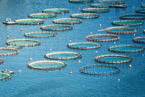 L’aquaculture durable : la clé pour préserver nos océans ?
