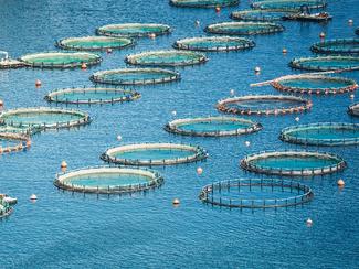 L’aquaculture durable : la clé pour préserver...