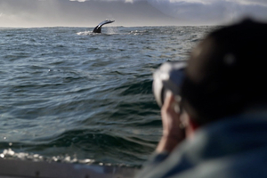 CNN Call to Earth : les baleines à bosse sous l’objectif de Chris Fallows