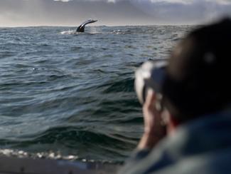 CNN Call to Earth : les baleines à bosse sous...