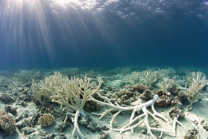 Les coraux sont en danger… et nous avec 3/6