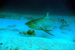 La Réunion: un colloque international pour gérer le risque requin et préserver l'espèce