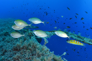 Les espèces invasives : danger ou opportunité ?