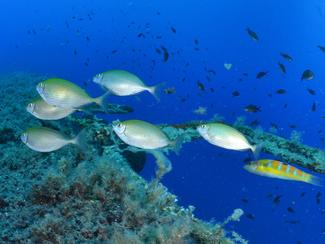 Les espèces invasives : danger ou opportunité ?
