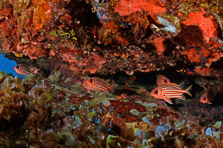 Poissons ecureuil Poissons ecureuil