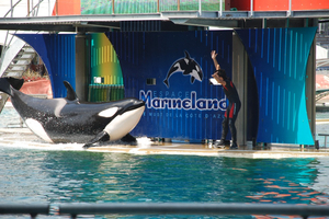 Sea Shepherd propose 5 millions d’euros pour maintenir les cétacés de Marineland à Antibes