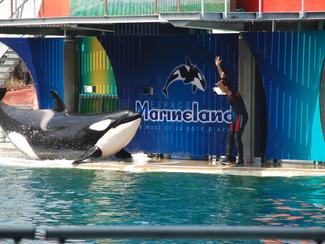 Sea Shepherd propose 5 millions d’euros pour...