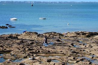 Pêche à pied : les 5 meilleurs endroits en France pour ramasser palourde...