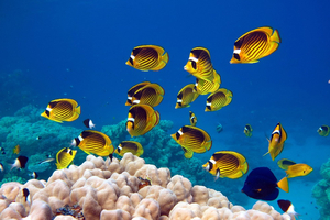 Sauver les récifs coralliens : comment la science et l'engagement citoyen façonnent l'avenir des coraux 4/6