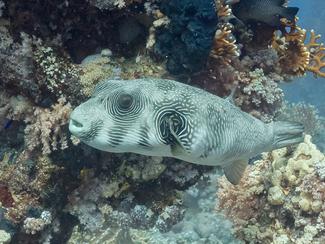 Poisson-ballon : une espèce toxique et...