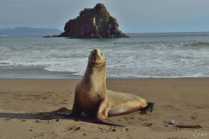 Otaries agressives en Californie : une neurotoxine liée au climat fait des ravages