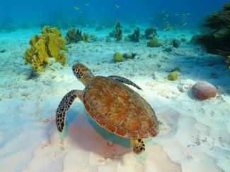 Les récifs du monde : à la découverte des plus...