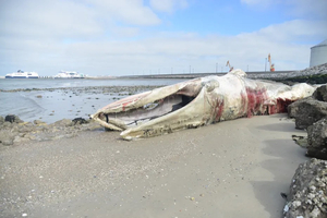 Une baleine de 19 mètres échouée dans le port de Calais : un triste signe des temps