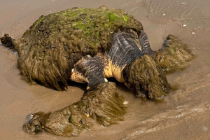 Une tortue caouanne sauvée de justesse sur une plage texane