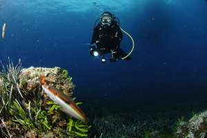 Méditerranée : chronique d’un désastre annoncé... et d’un espoir retrouvé